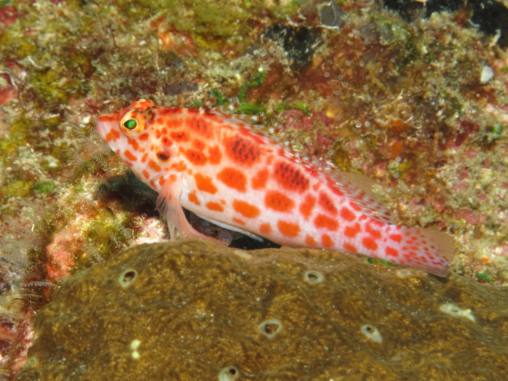 Pixy Hawkfish
