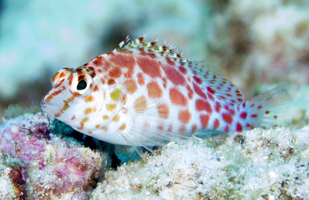 Pixy Hawkfish