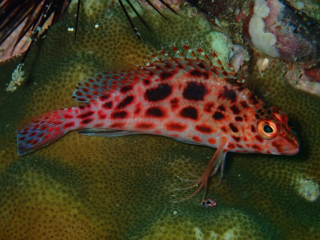 Pixy Hawkfish