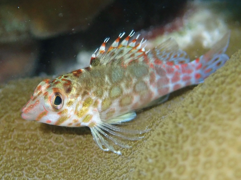 Pixy Hawkfish
