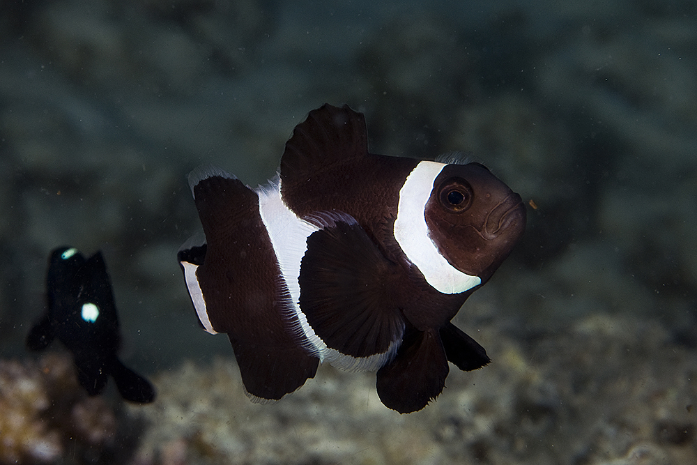 Ocellaris Anemonefish