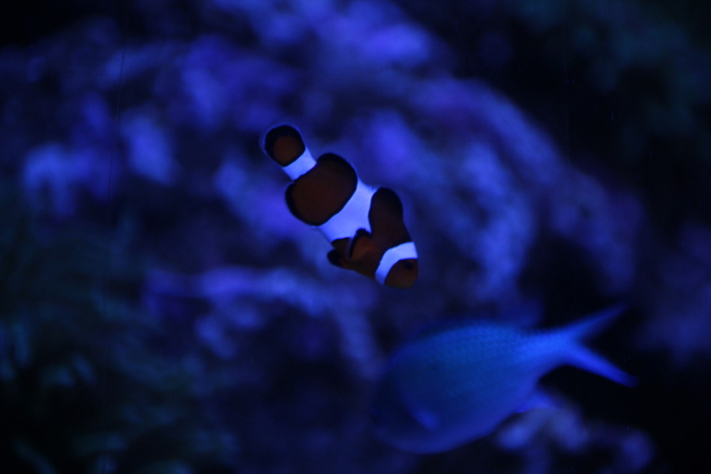 Ocellaris Anemonefish