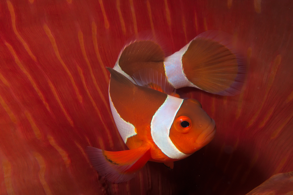 Ocellaris Anemonefish