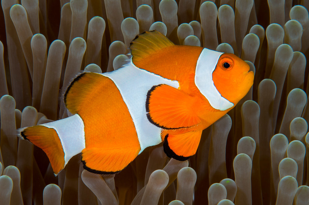 Ocellaris Anemonefish