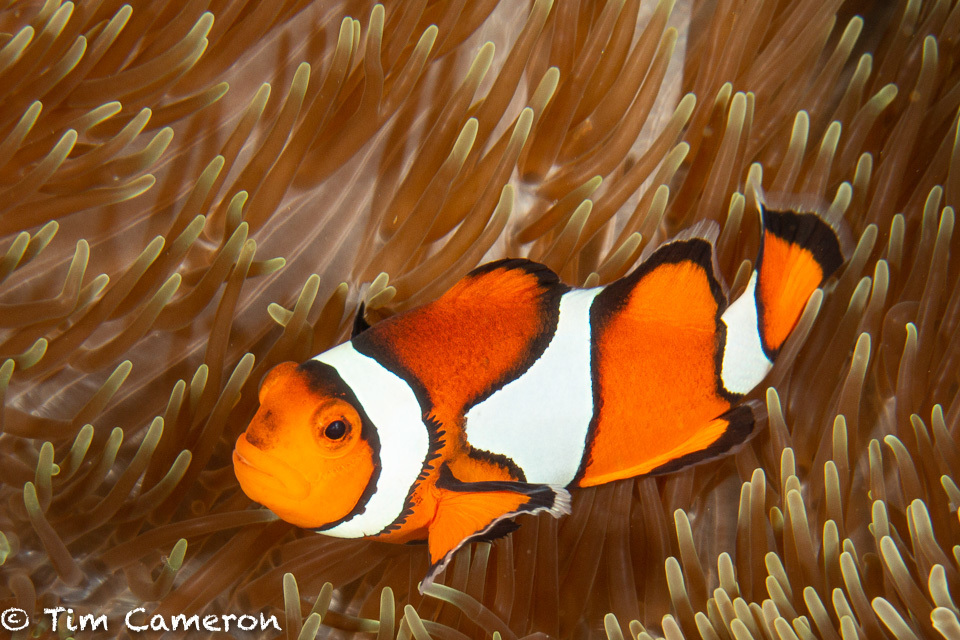Ocellaris Anemonefish