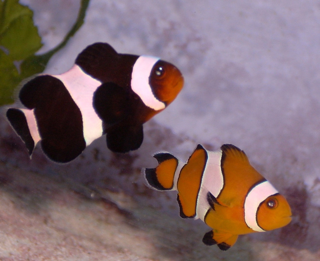 Ocellaris Anemonefish