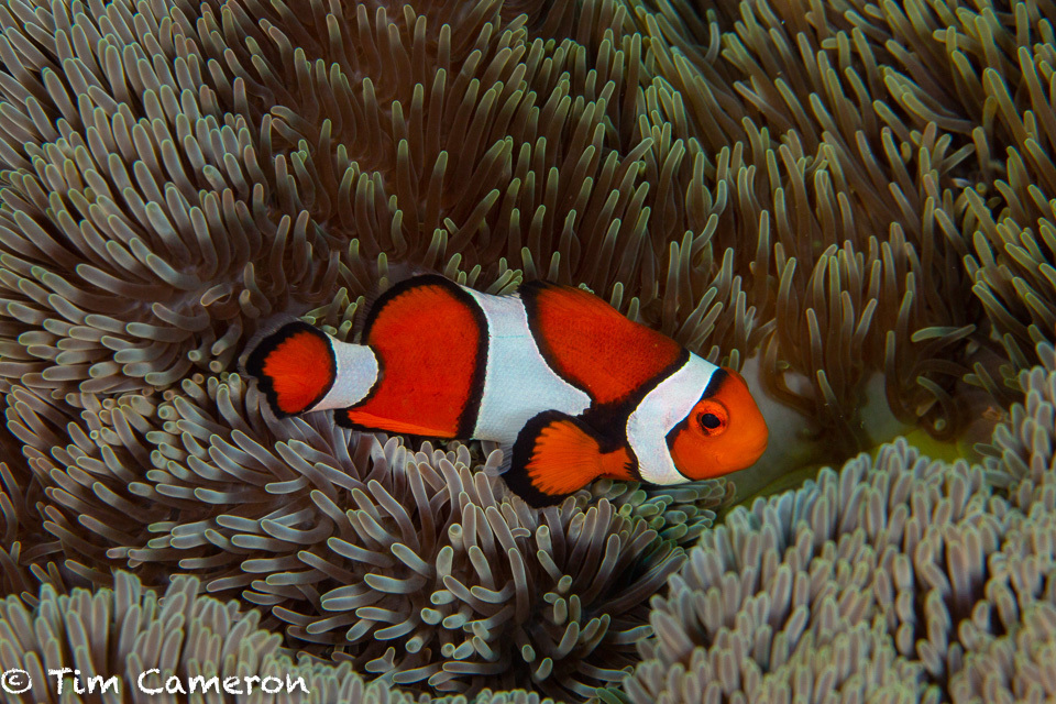 Ocellaris Anemonefish