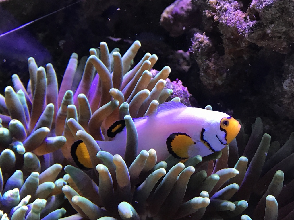 Ocellaris Anemonefish