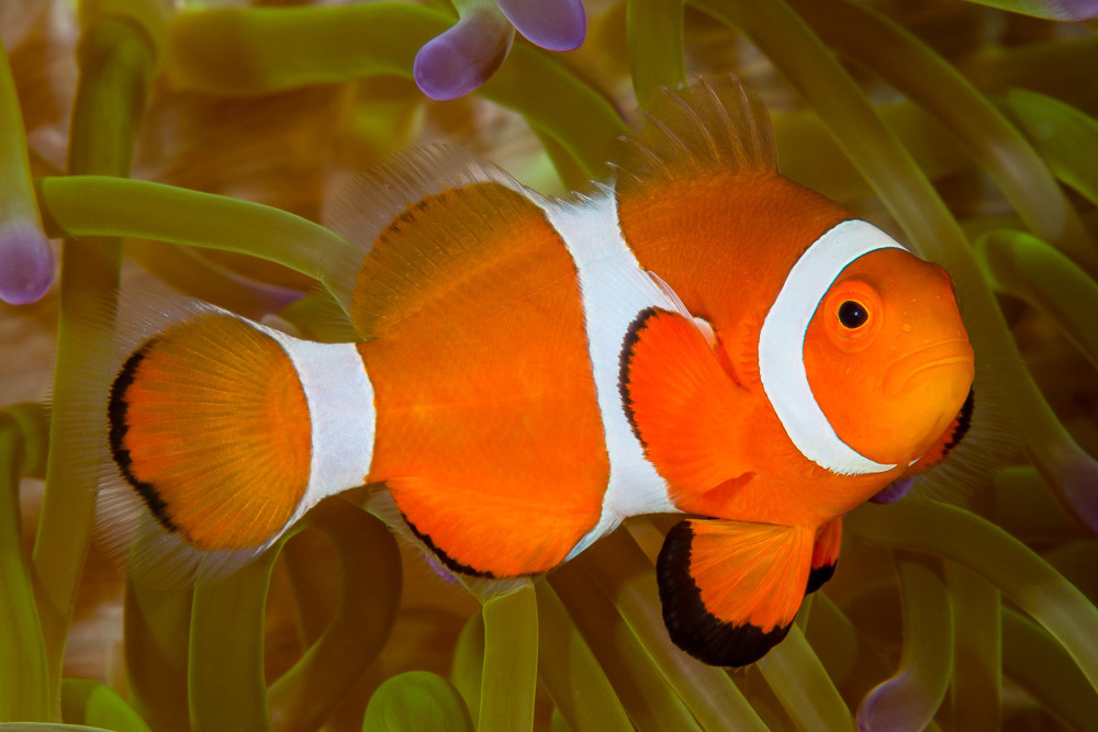 Ocellaris Anemonefish