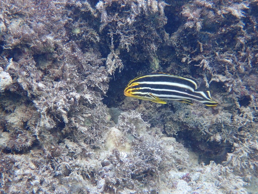 Gaterin à lignes
