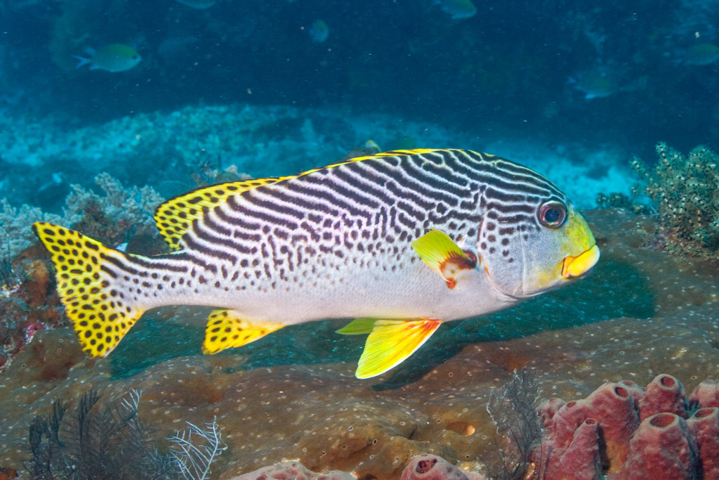 Oblique-banded Sweetlips