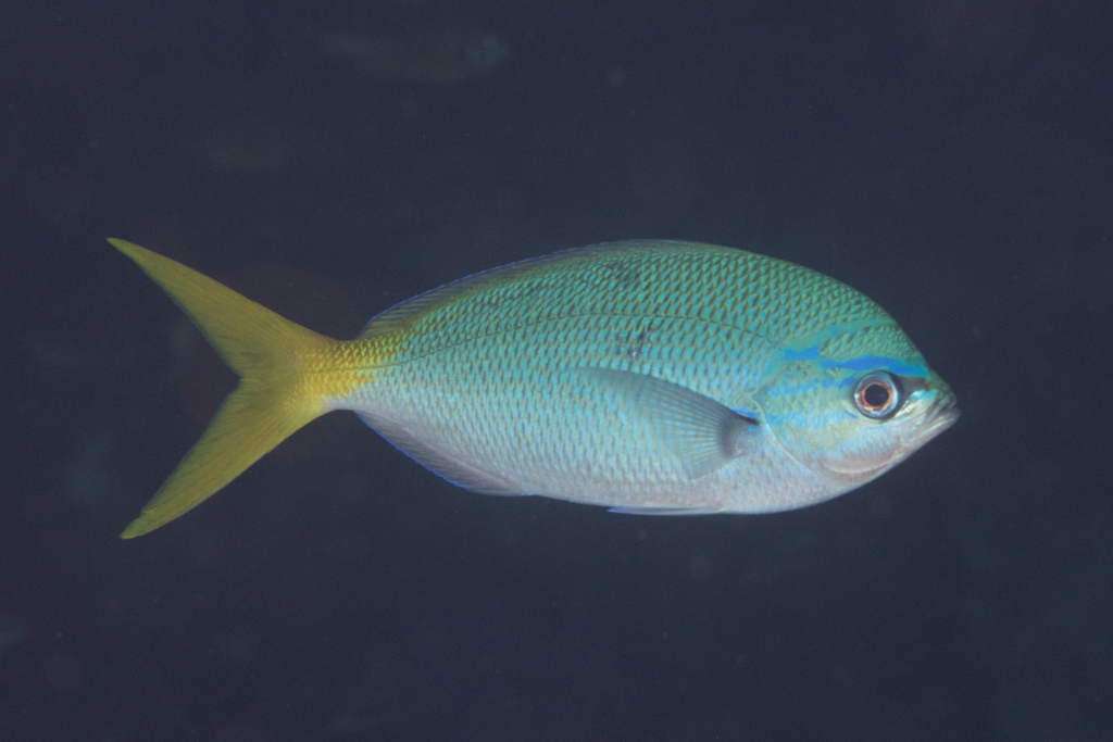 Yellowtail fusilier