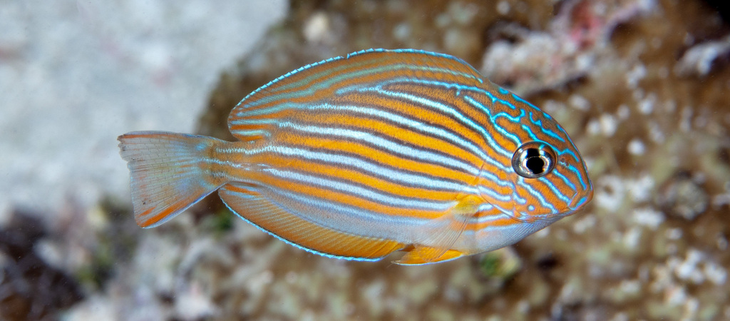 Chirurgien zèbre