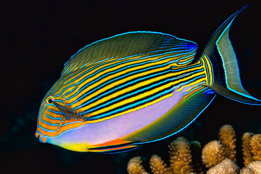 Striped Surgeonfish