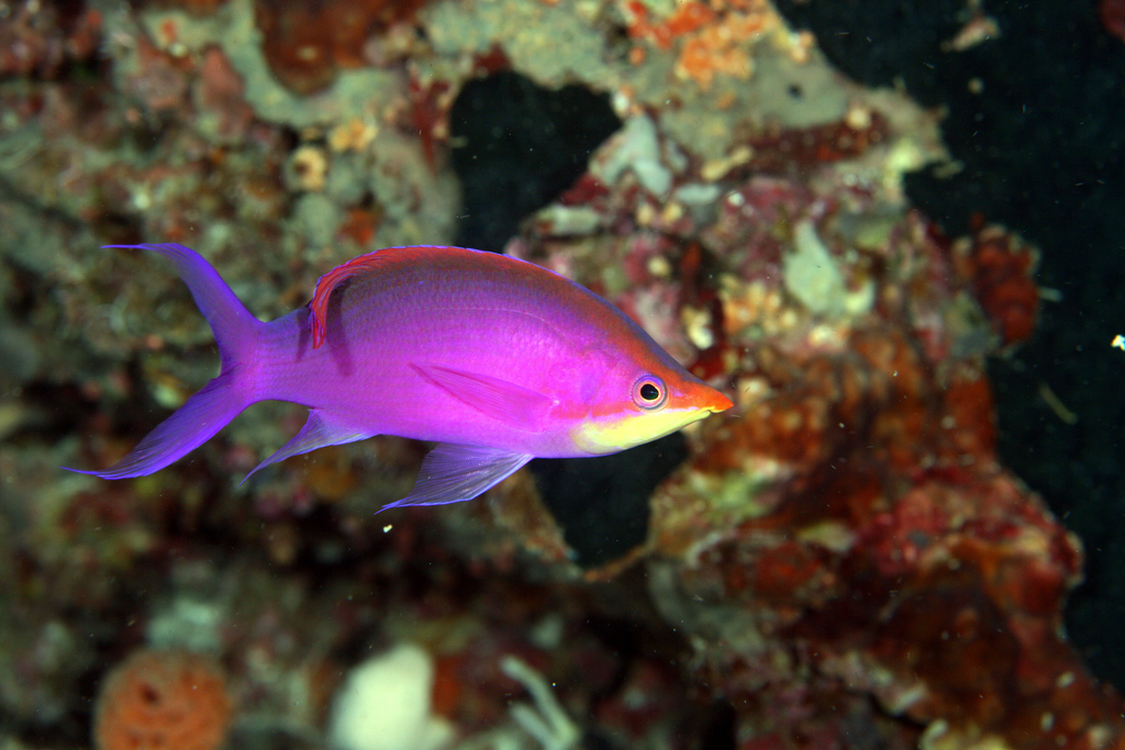 Anthias pourpre