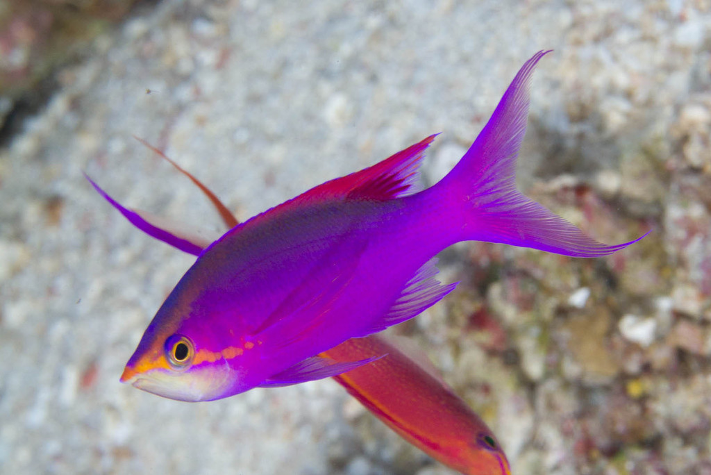 Anthias pourpre