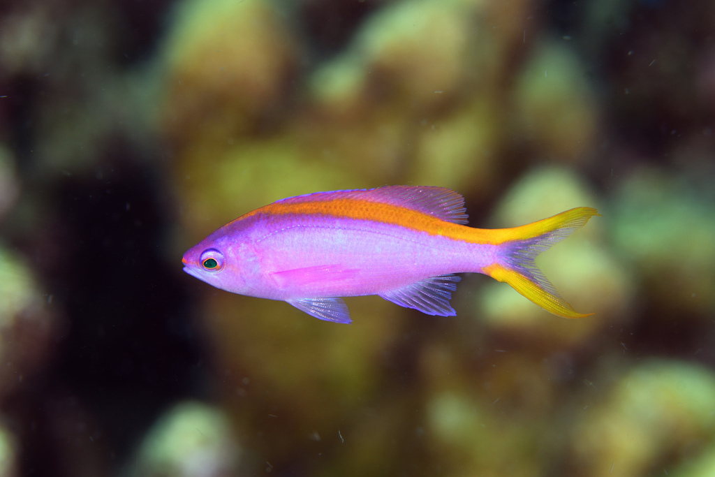 Anthias pourpre