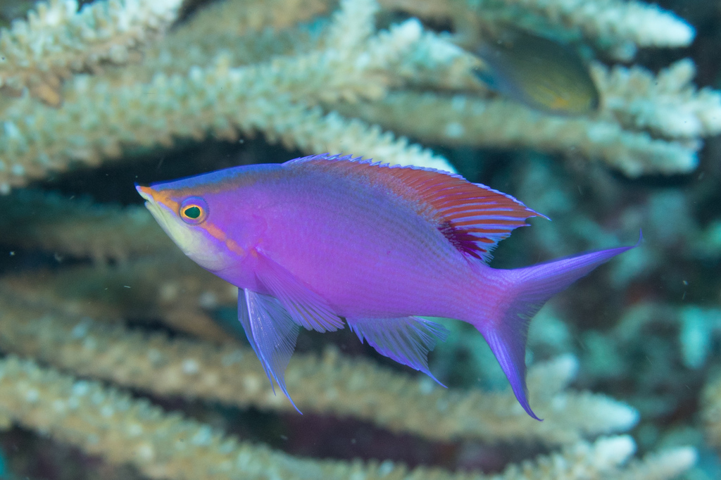 Anthias pourpre