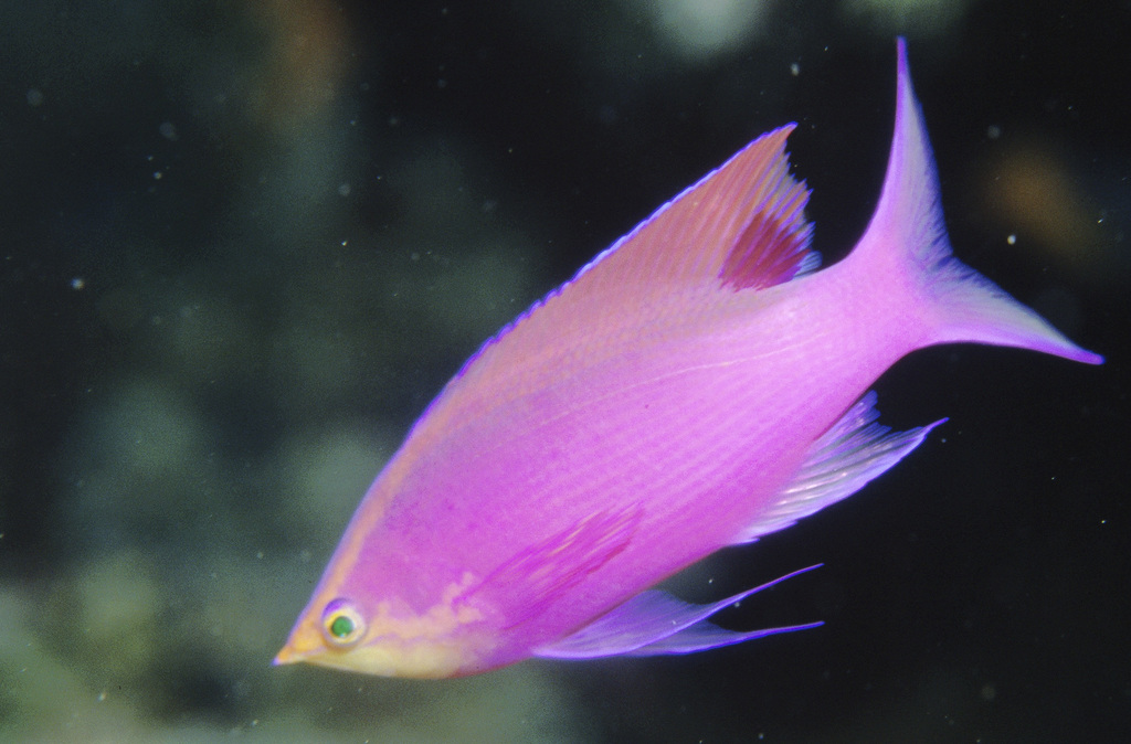 Anthias pourpre