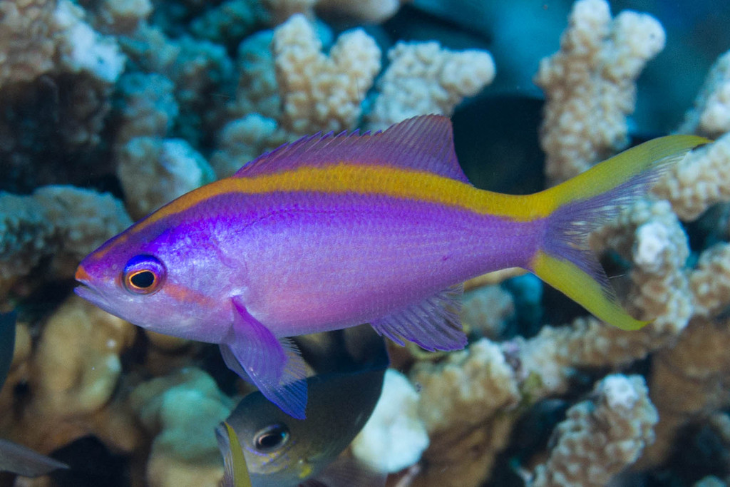 Anthias pourpre