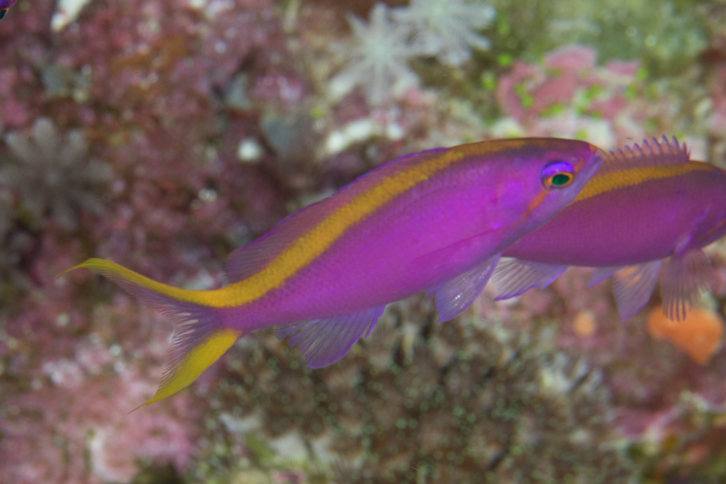Anthias pourpre