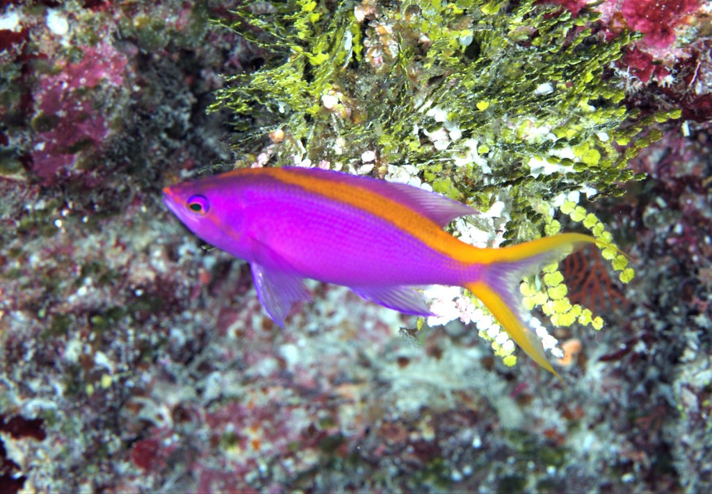 Anthias pourpre