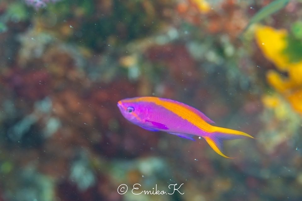 Anthias pourpre