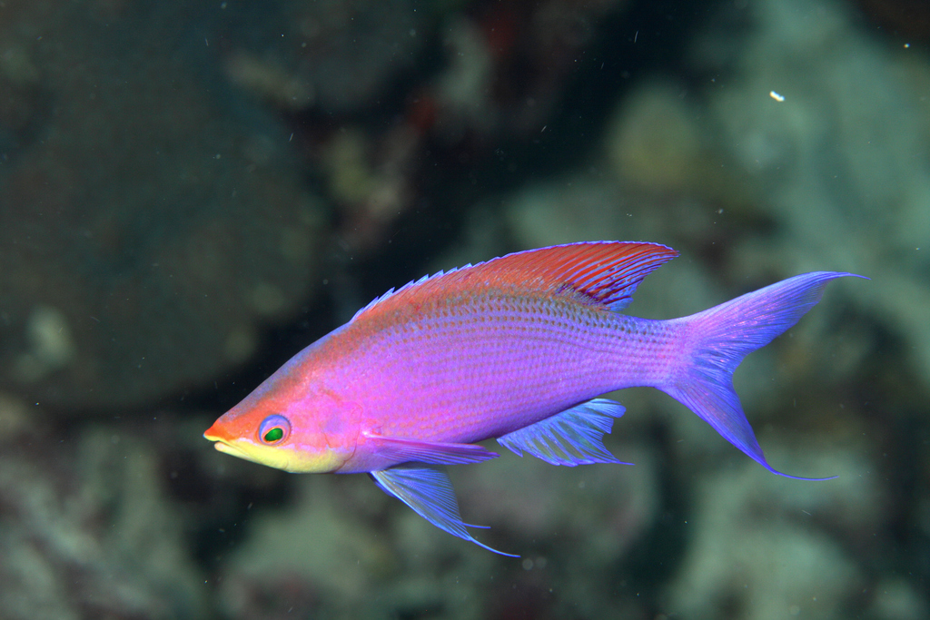 Purple Queenfish