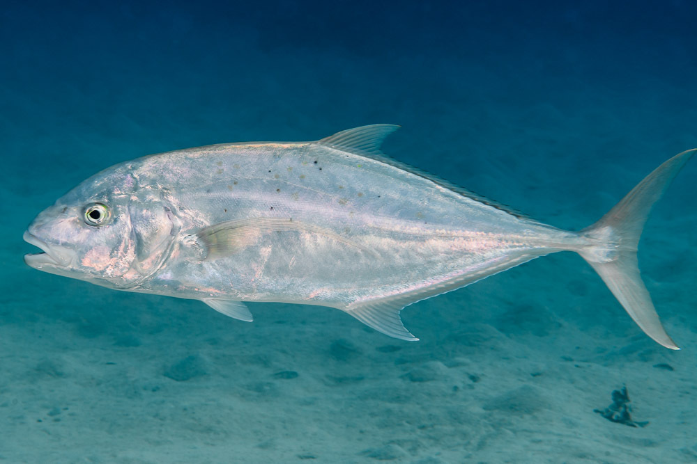 Yellow spotted trevally