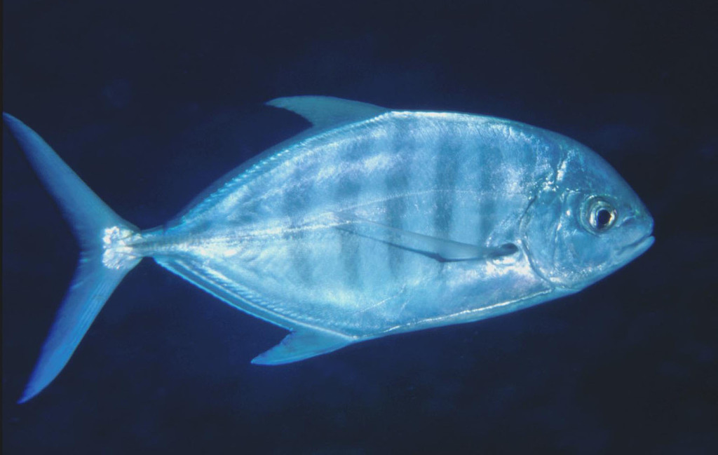 Barred Trevally