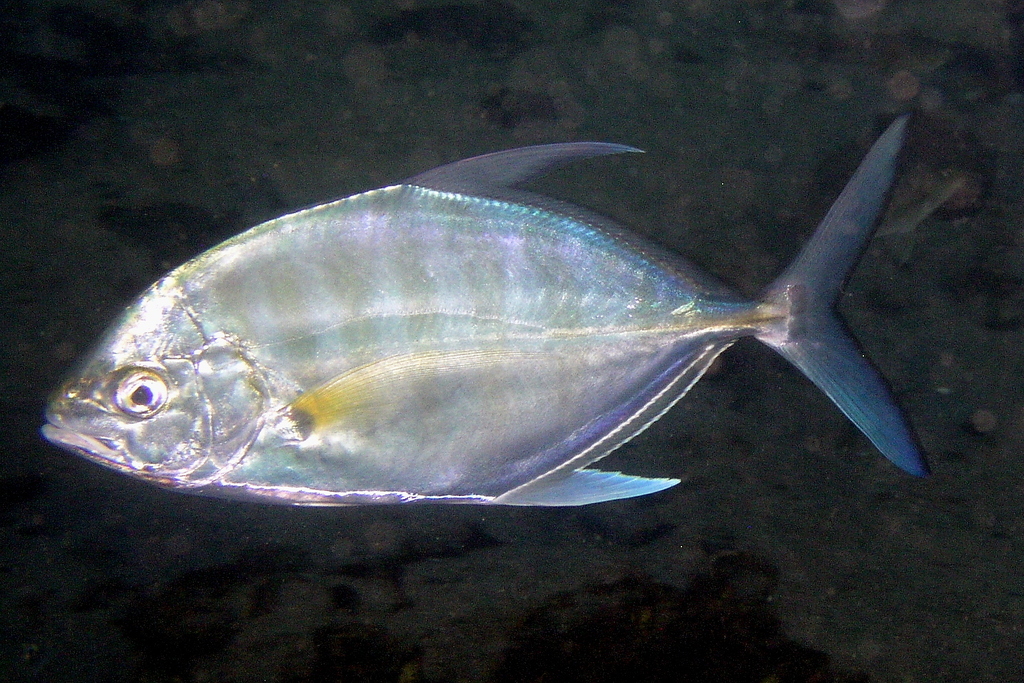 Barred Trevally