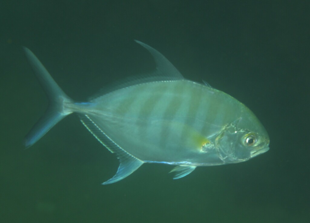 Barred Trevally