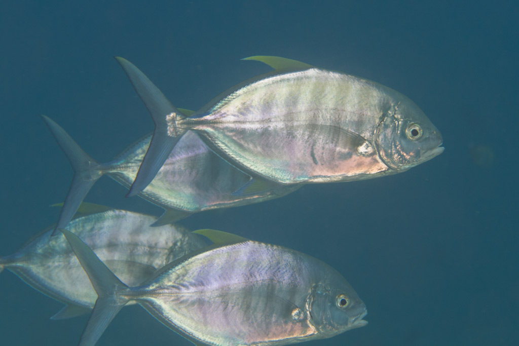 Barred Trevally