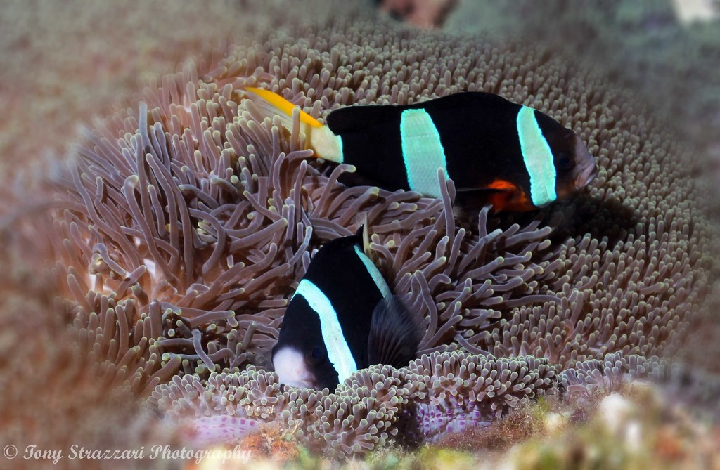 Clark's Anemonefish