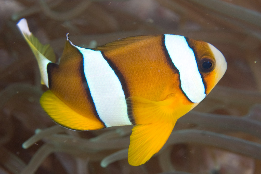 Clark's Anemonefish