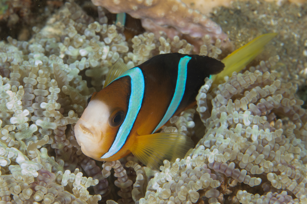 Clark's Anemonefish