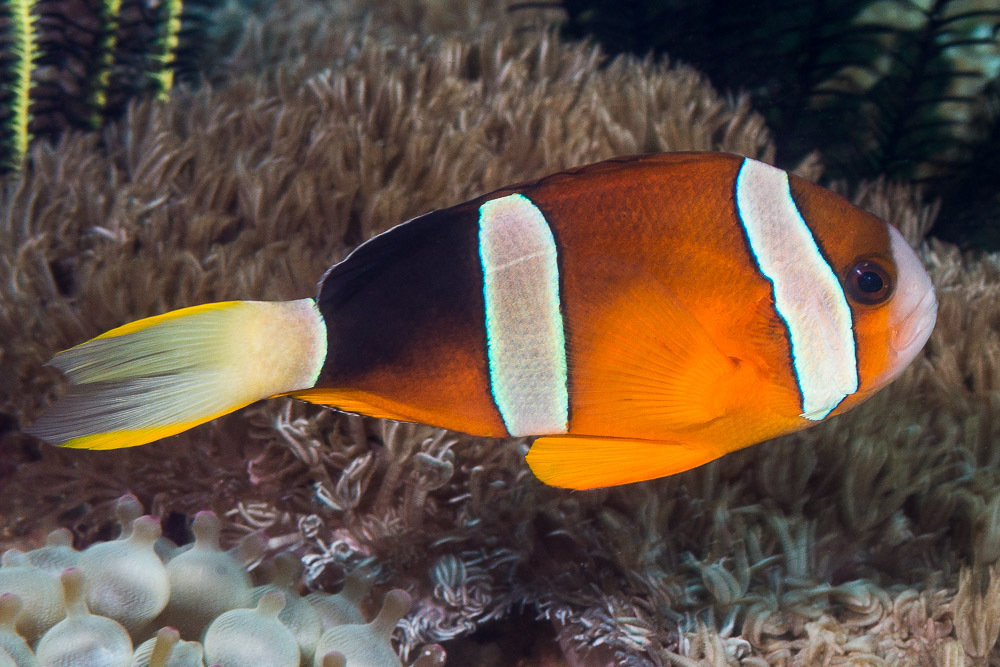 Clark's Anemonefish