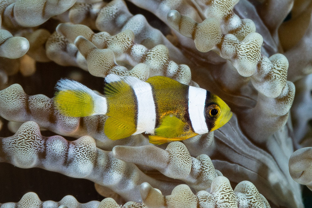 Clark's Anemonefish