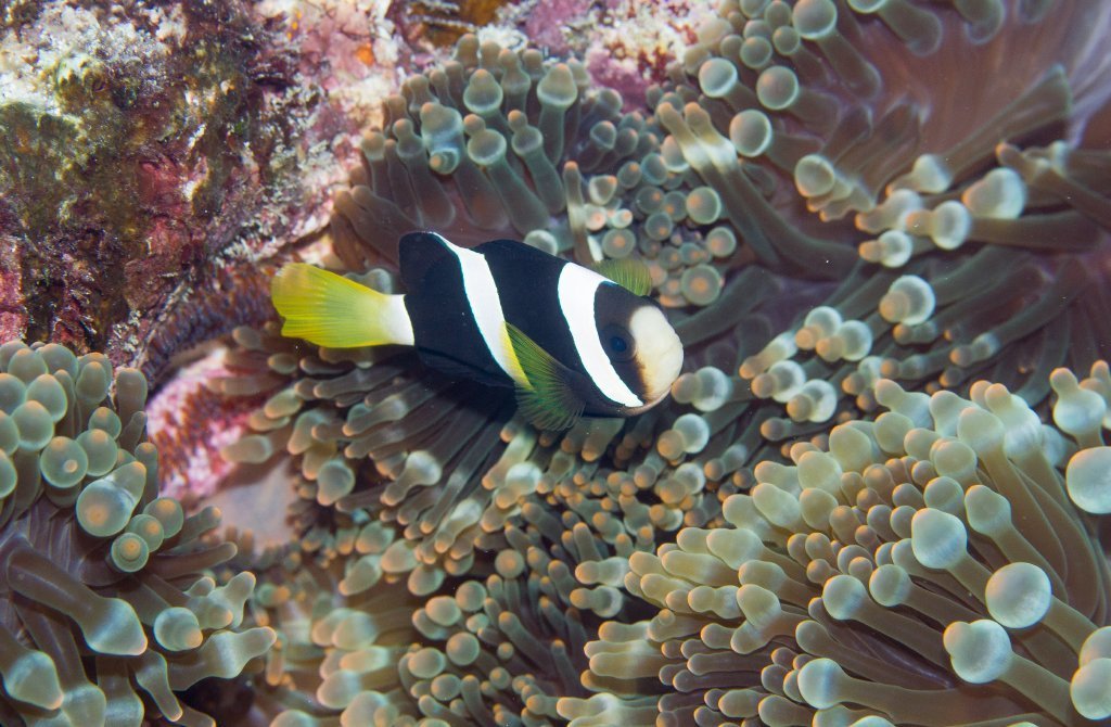 Clark's Anemonefish