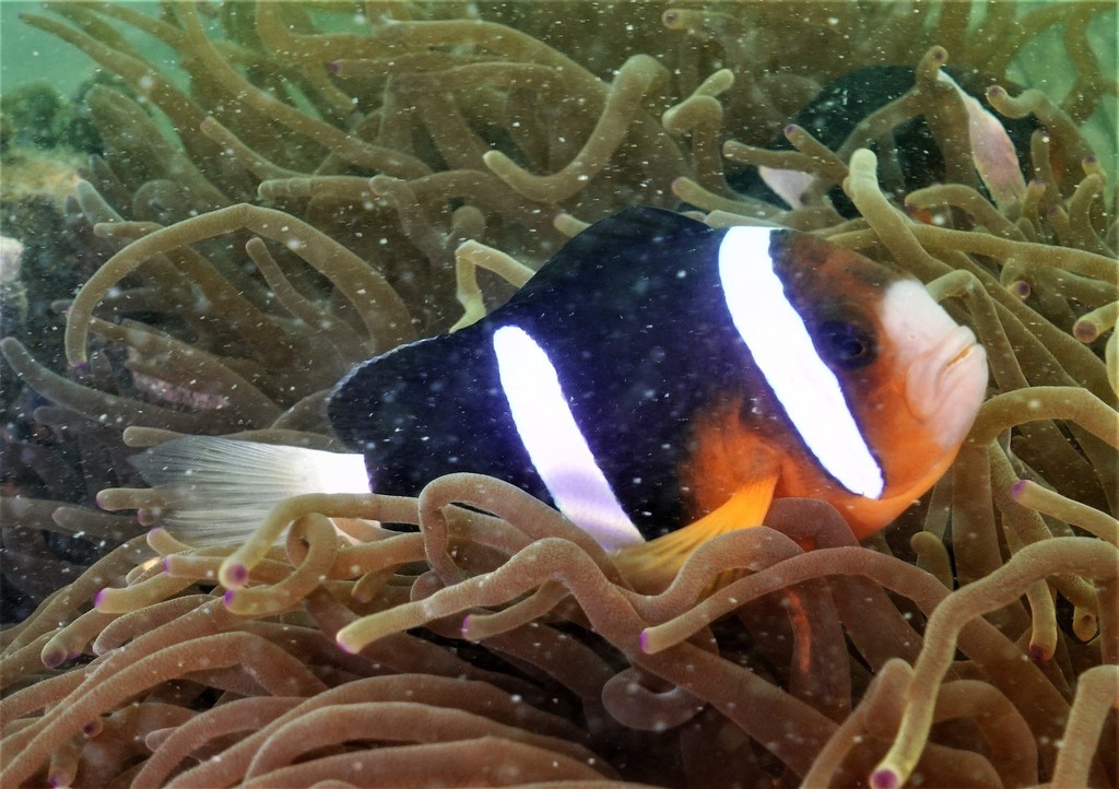 Clark's Anemonefish