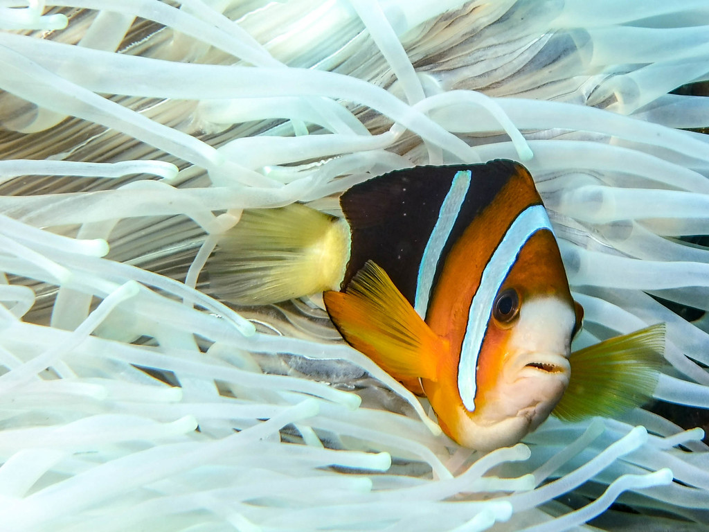 Clark's Anemonefish
