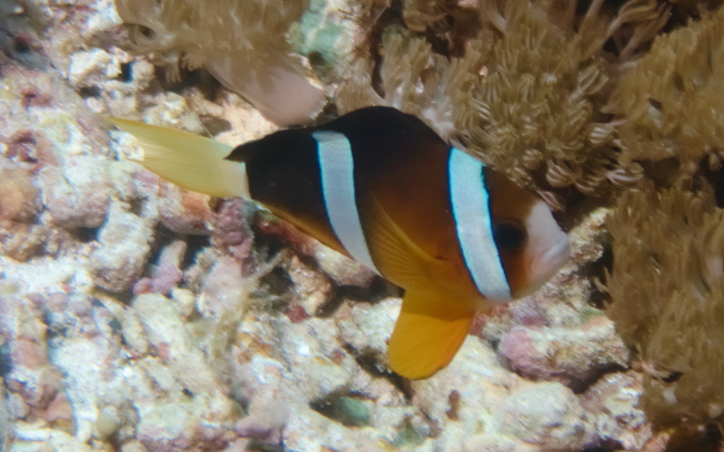 Clark's Anemonefish