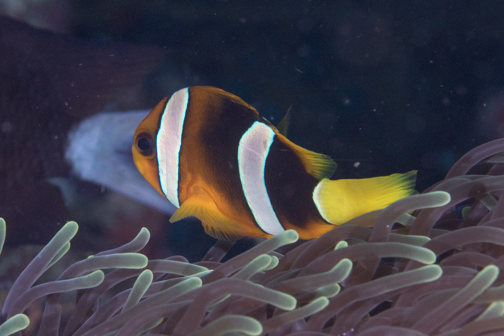 Clark's Anemonefish