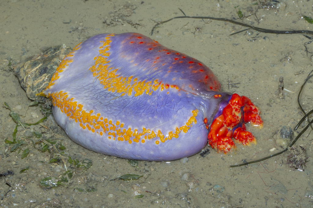 Violet Sea Apple