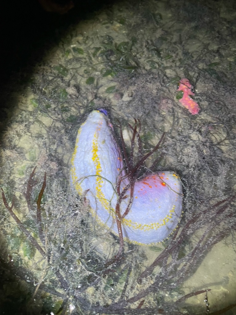 Violet Sea Apple