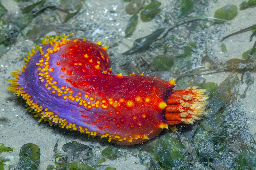 Violet Sea Apple