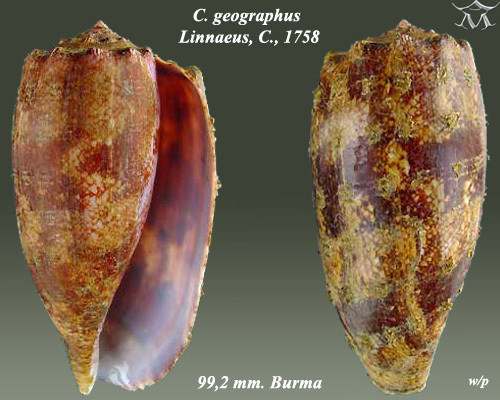 Cône géographe