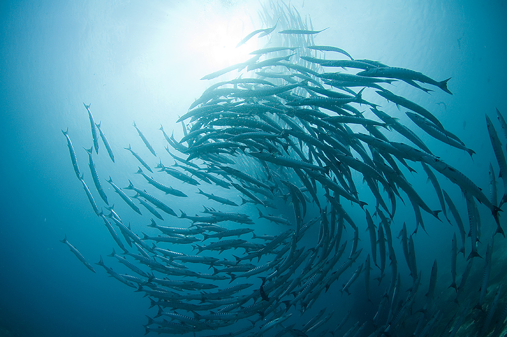 Barracuda à nageoires noires