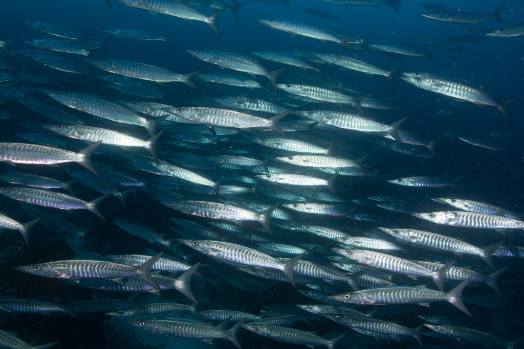 Barracuda à nageoires noires