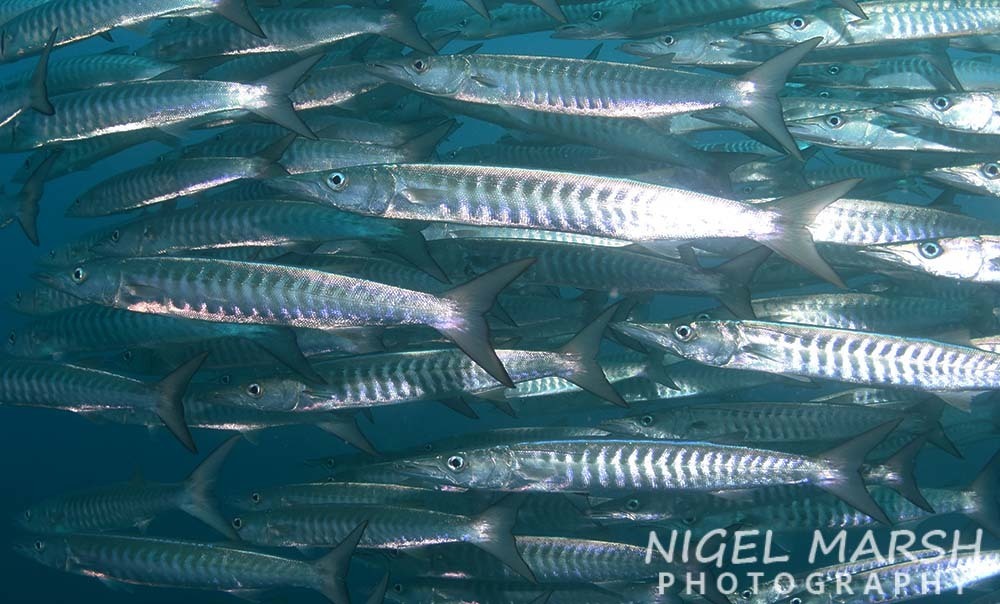 Barracuda à nageoires noires
